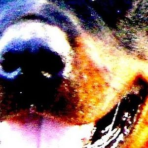 Meet your Posher, Archie